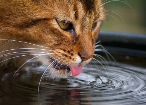 Source : Gettyimages