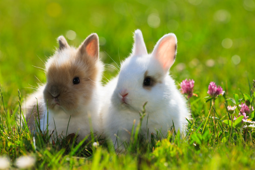 Question d’internaute : peut-on laisser son lapin ou son hamster en liberté dans la maison ?