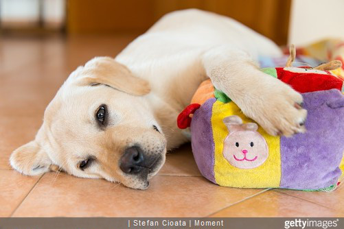 Voulez-vous un chien joueur ? Un chien soumis ou avec du caractère ?