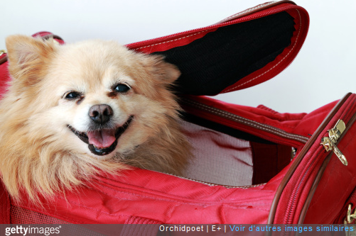 Quelles sont les races de chiens qui ne peuvent pas prendre l’avion?