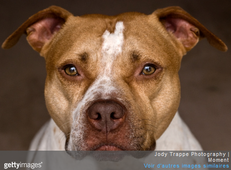 Tous les chiens de catégorie 1, comme les pitbulls, ne sont pas autorisés à prendre l'avion.