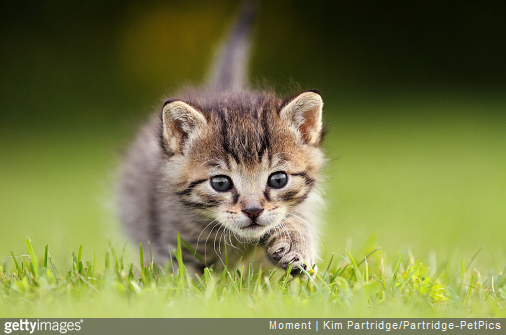 3 conseils pour réussir le sevrage du chaton