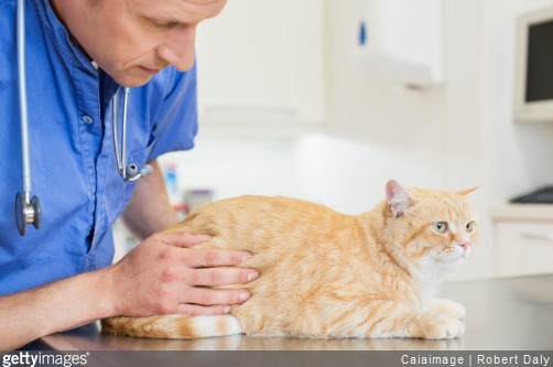 Zoom sur la médecine vétérinaire douce