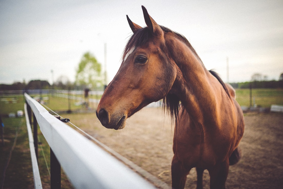 Les réglementations à connaître pour l’acquisition d’un cheval