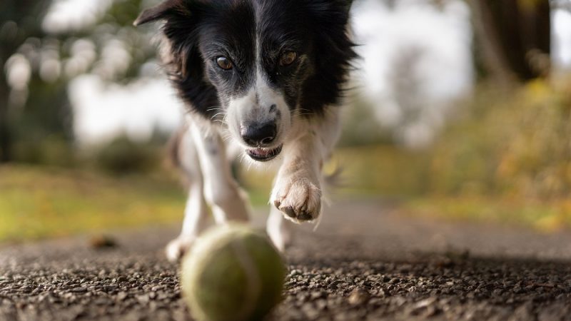Comment faire baisser le taux de cortisol d’un chien ?