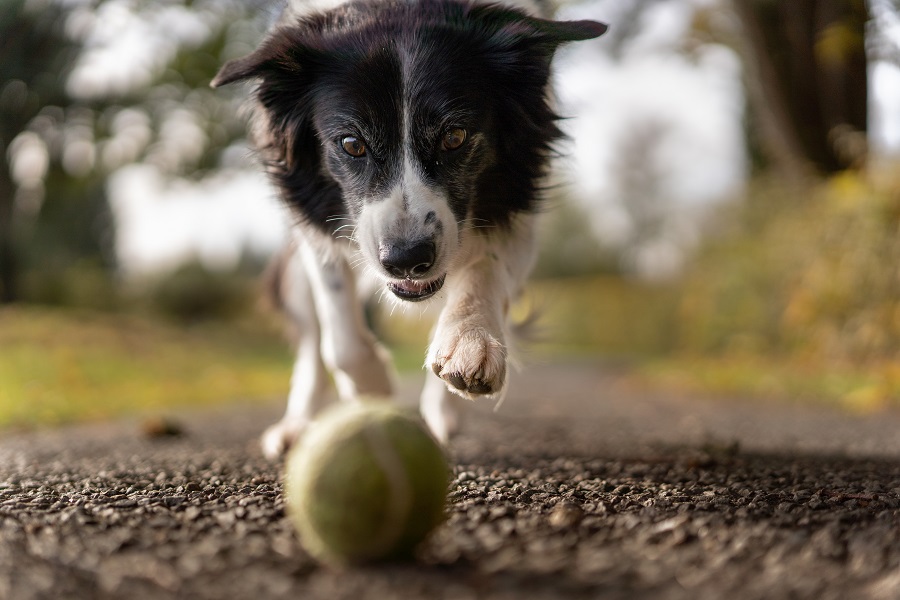 Comment faire baisser le taux de cortisol d’un chien ?