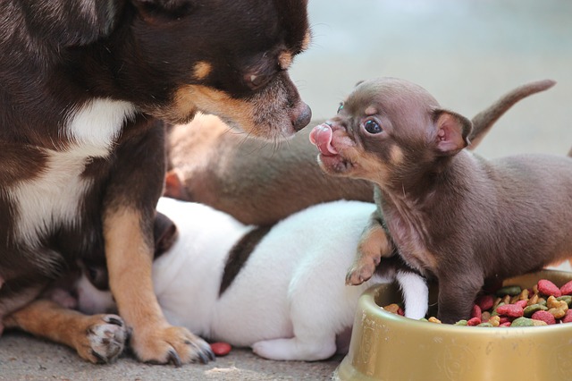 Quels premiers actes vétérinaires pour un chiot ?