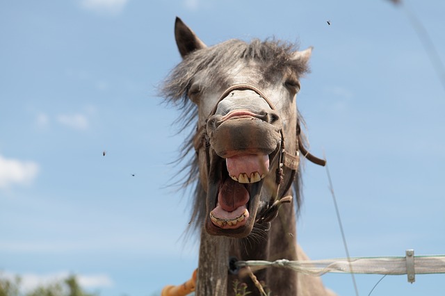 Comment se former à l’ostéopathie animale ?